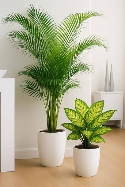 Bloomora Nursery Syngonium White Butterfly Plant