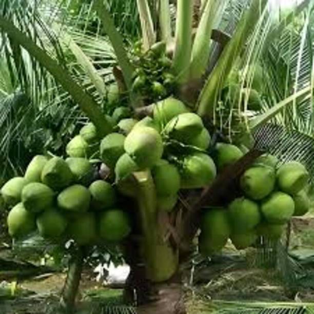 Green view Coconut Plant