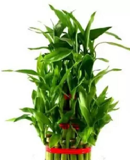 oyeboy Two Layer Bamboo Plant