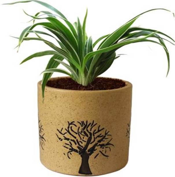 SHREYAGREEN Spider Plant