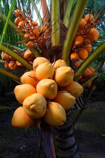Green view Coconut Plant
