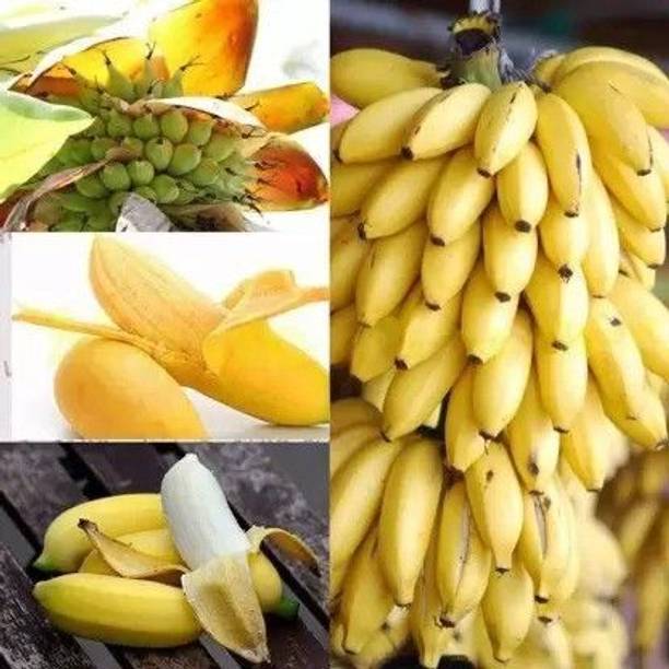 SHREYAGREEN Banana Plant