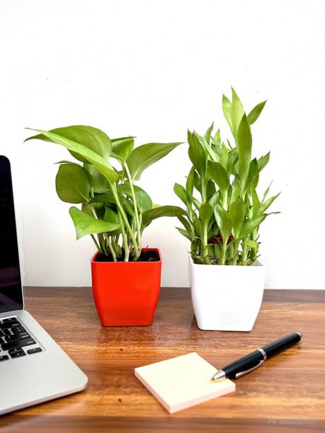 Gabbro Two Layer Bamboo Plant, Money Plant