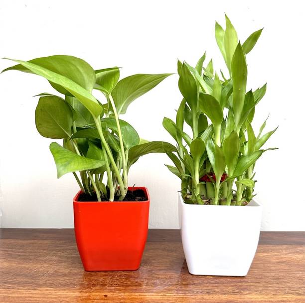 Gabbro Two Layer Bamboo Plant, Money Plant