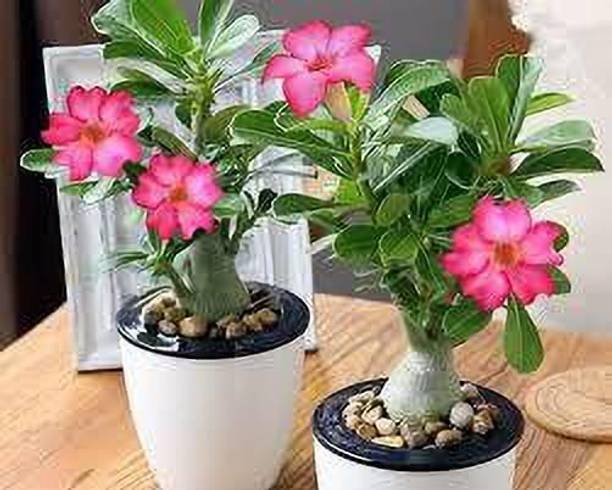 SHREYAGREEN Adenium Plant