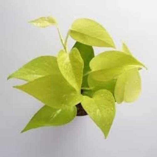 PIOVEXA Money Plant