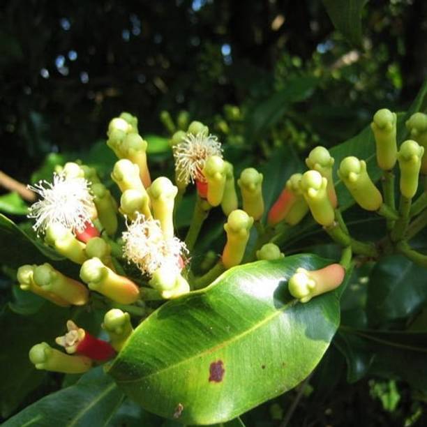 Cloud Farm Clove Plant