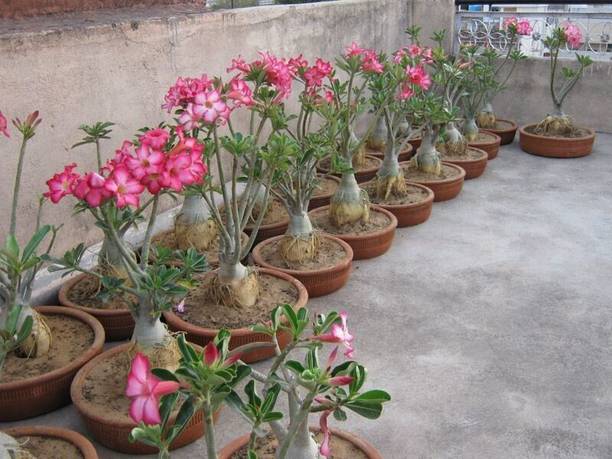 SHREYAGREEN Adenium Plant