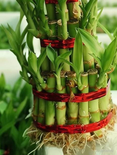 PlantStation Lucky Bamboo Plant