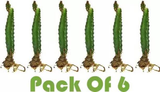 Cloud Farm Dragon Tree