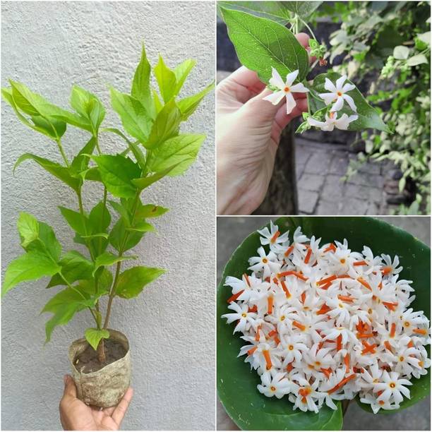 Cloud Farm Parijat/Harsingar Plant