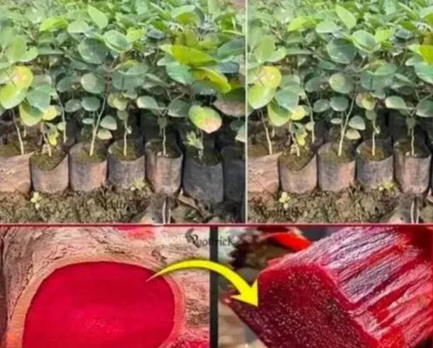 sadeshi busniss Red Sandalwood Plant