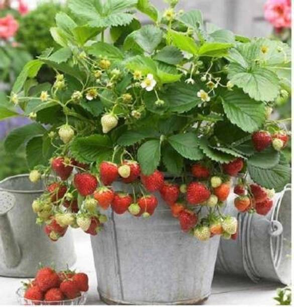 phoolmati Strawberry Plant