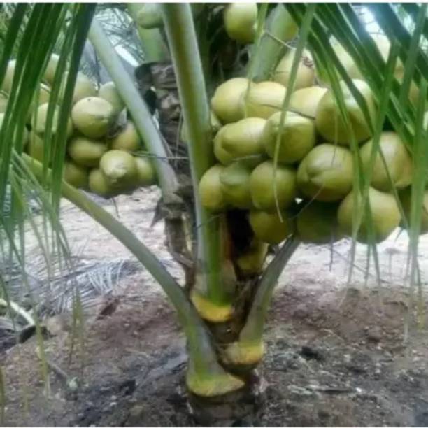 GreenyOn Coconut Plant