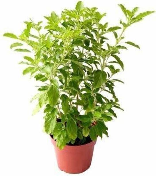 Wrenna Tulsi Plant
