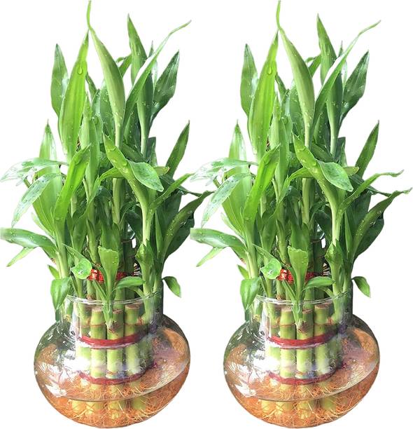 NiMoj Two Layer Bamboo Plant, Lucky Bamboo Straight Stick, Dracaena Plant