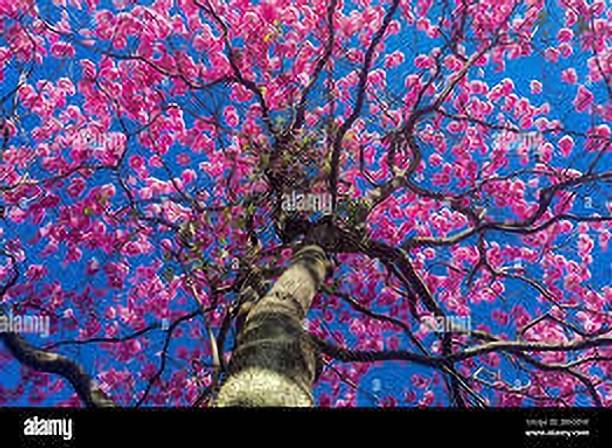KUMUBON Tabebuia rosea