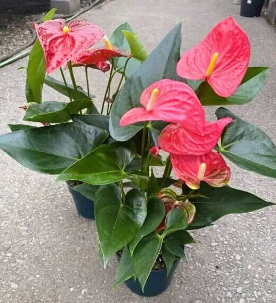 buddingbeauty Anthurium Plant