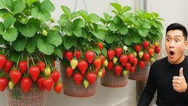 BREEZY BLOOMS Strawberry Plant