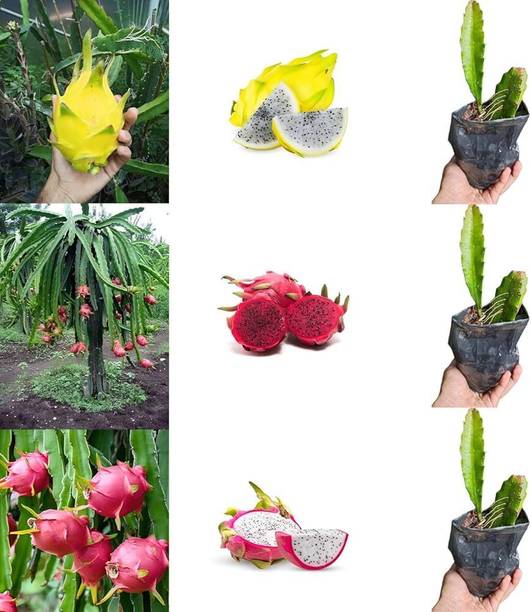 fuegoasiss Dragon Tree, Dragon Bubble Plant