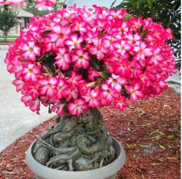 PetalPath Adenium Plant