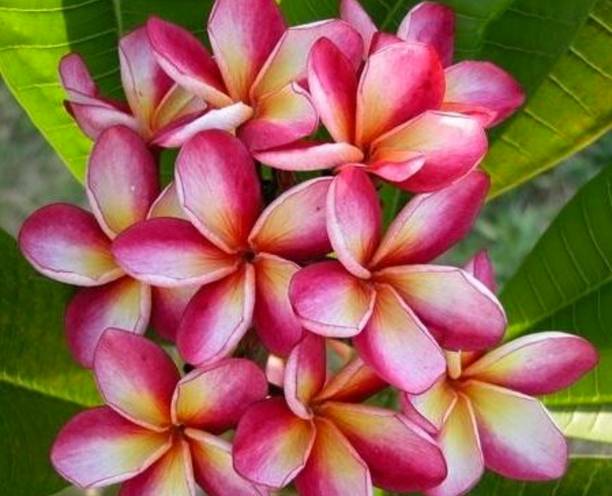 katgolap Kaner Plant