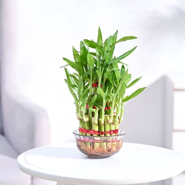 Sumanplantstor Three Layer Bamboo Plant