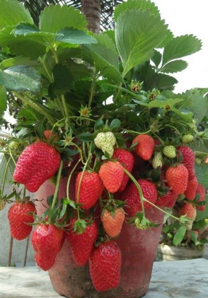 Aclipastal Strawberry Plant