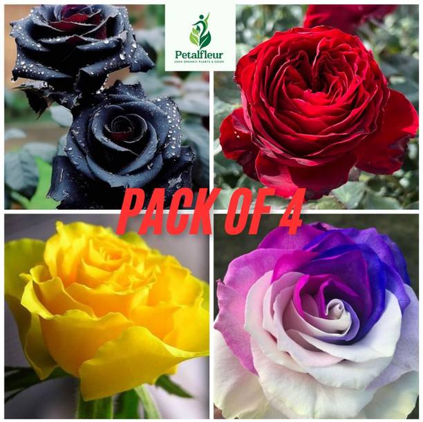 Rose Plant Online in India | Flipkart | 31-Aug-25