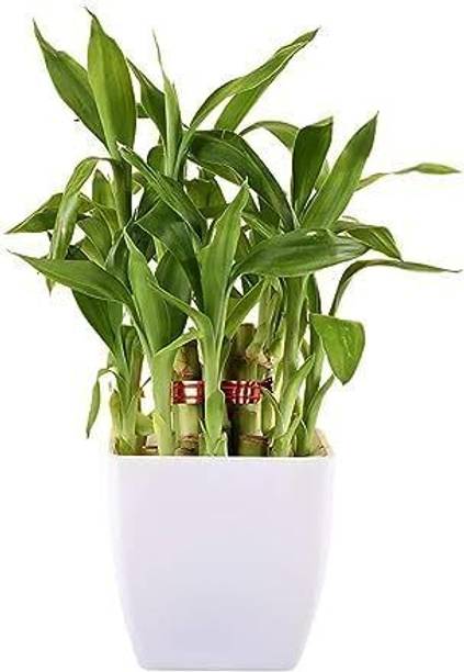 JESAA GREENS Two Layer Bamboo Plant