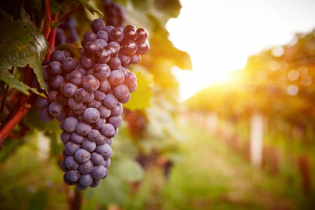 AloGardening Grapes Plant