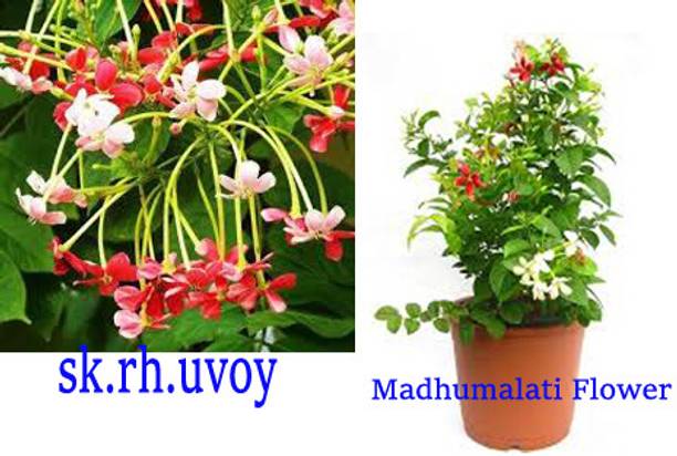 Skrhuvoy Madhu Kamini Plant