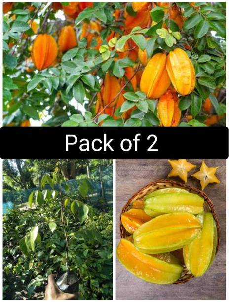 Samarthgreens Star Fruit Carambola Grafted Plant