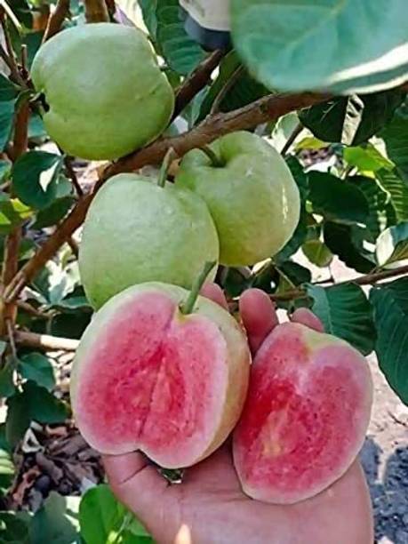Cloud Farm Guava Plant
