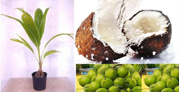 Green view Coconut Plant