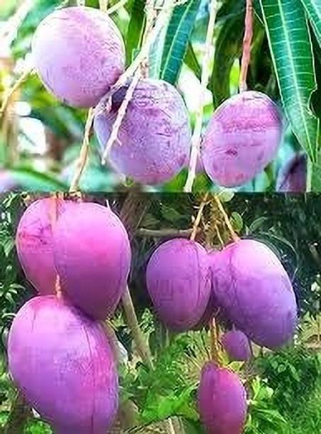 Miyazaki Mango Plant