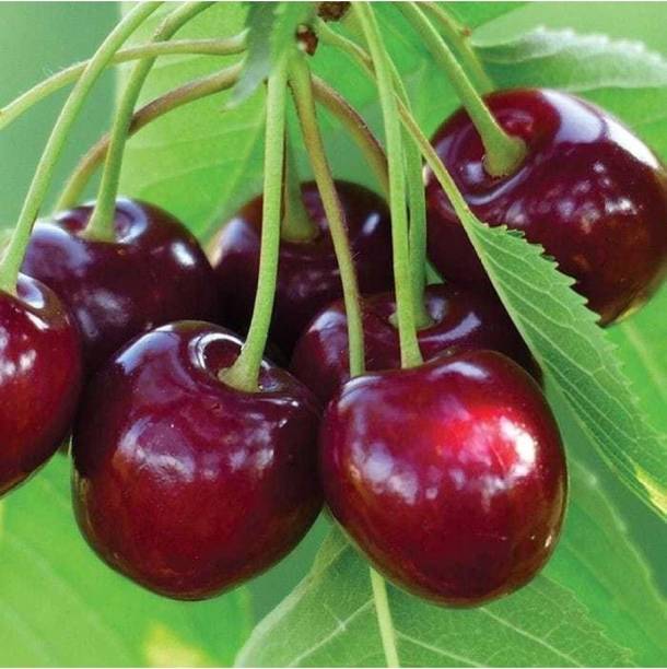 Aclipastal Cherry Fruit Plant
