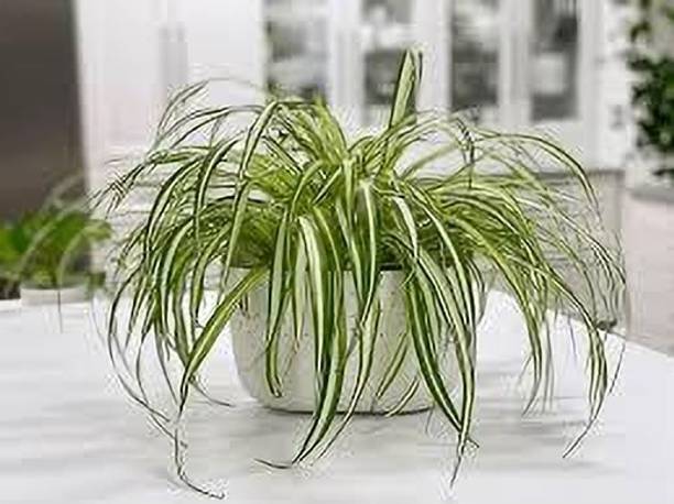 Adrita Spider Plant
