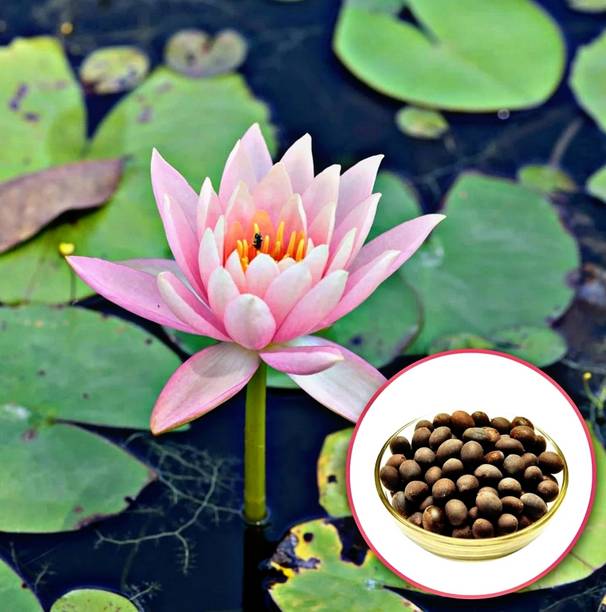 YourPlant Lotus Plant