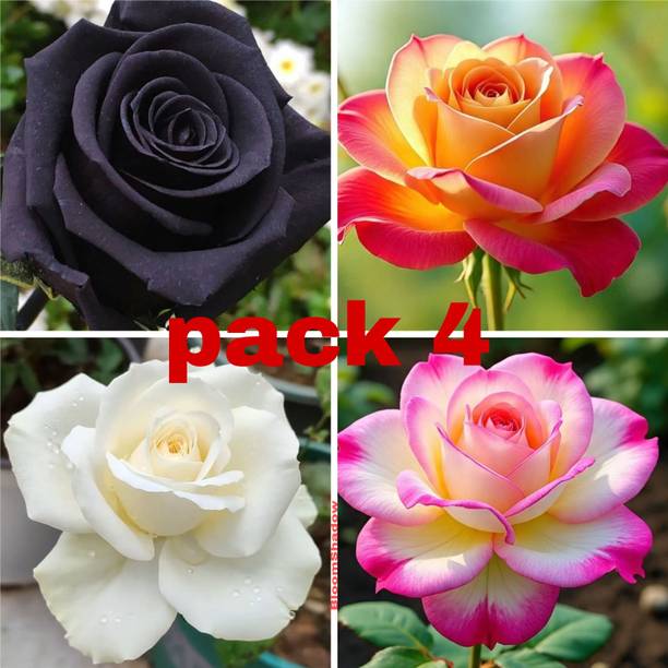 GroWgaach Rose Plant