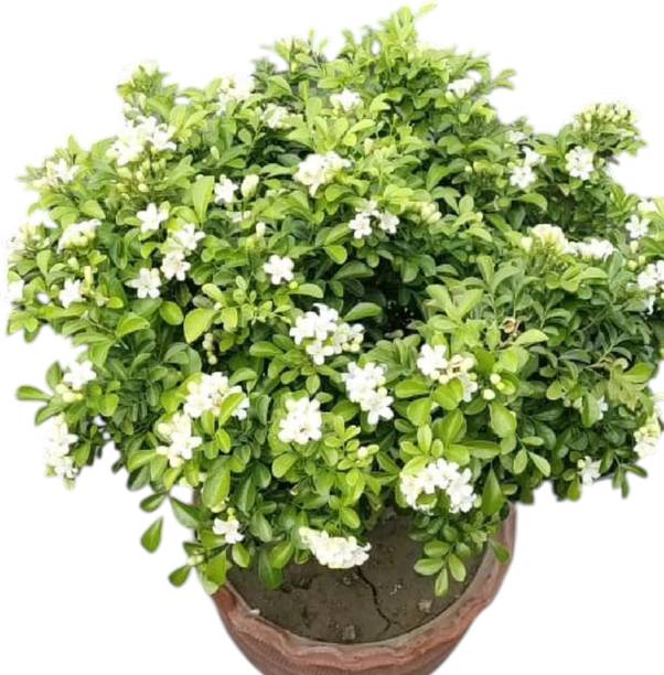 DEY CRAFT Madhu Kamini Plant