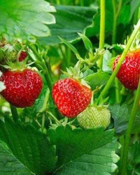 Cloud Farm Strawberry Plant