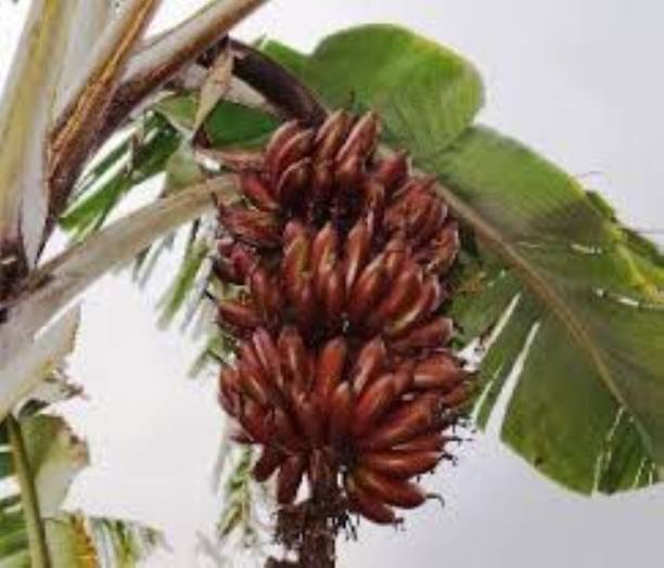 SUWAMABACHI Banana Plant