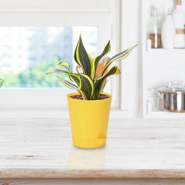 Aclipastal Snake Plant