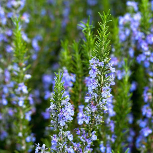 KPBHANDER Rosemary Herb Plant