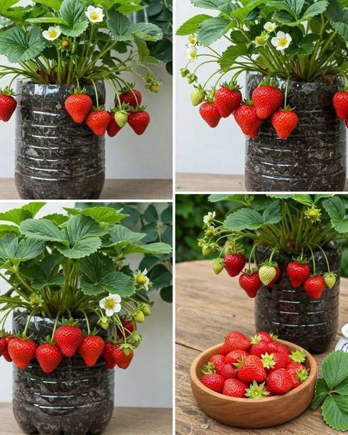RasmoniGreen Strawberry Plant