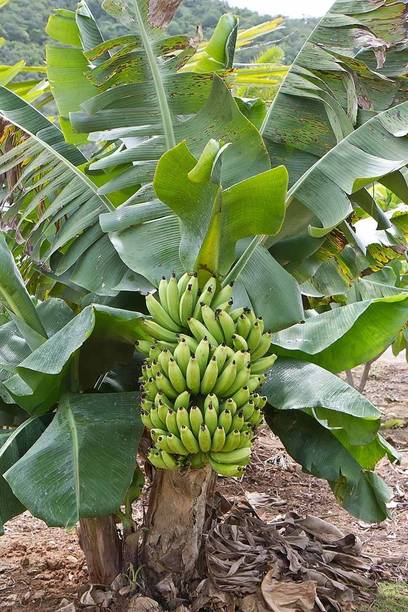 Cloud Farm Banana Plant