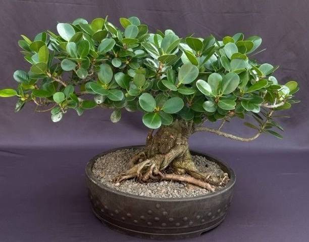 GreenHavenn ZZ Plant
