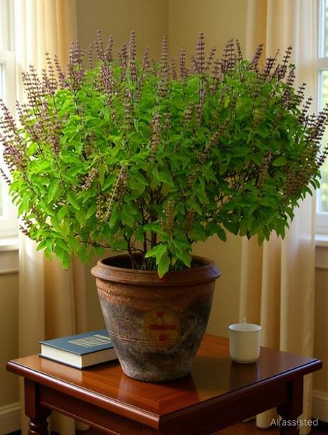 Holy Basil Tulsi Plant  sapling