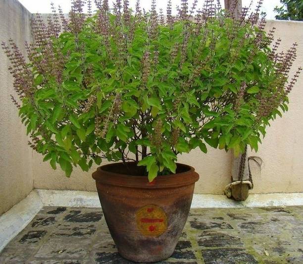 Holy Basil Tulsi Plant